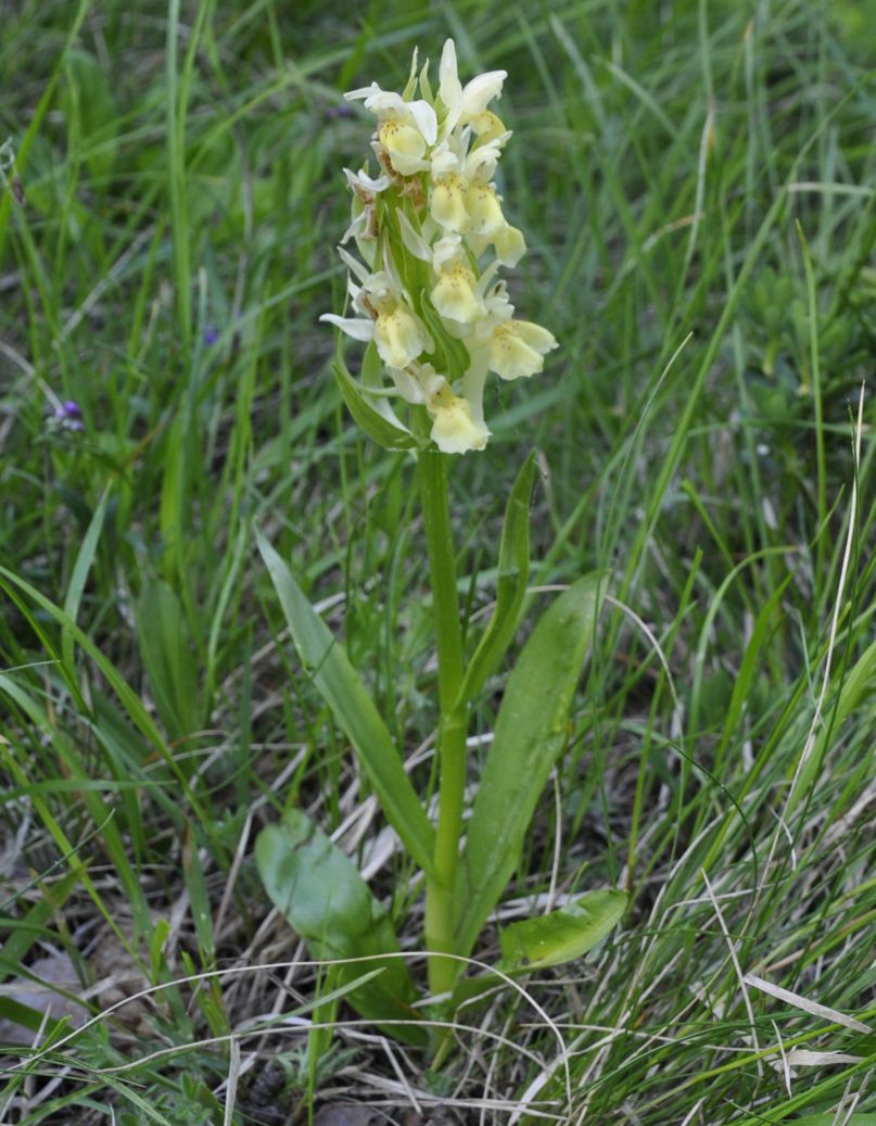 Изображение особи Dactylorhiza sambucina.