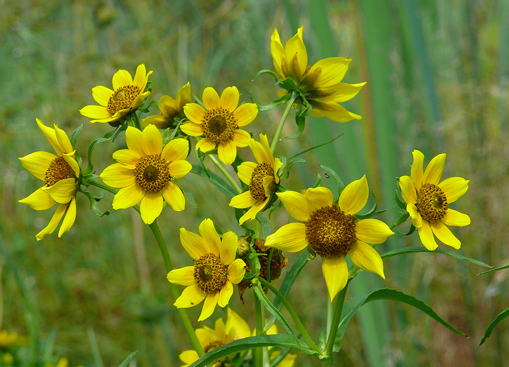 Image of Bidens cernua var. radiata specimen.