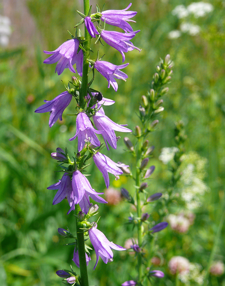 Image of Campanula rapunculoides specimen.