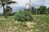 Pandanus tectorius