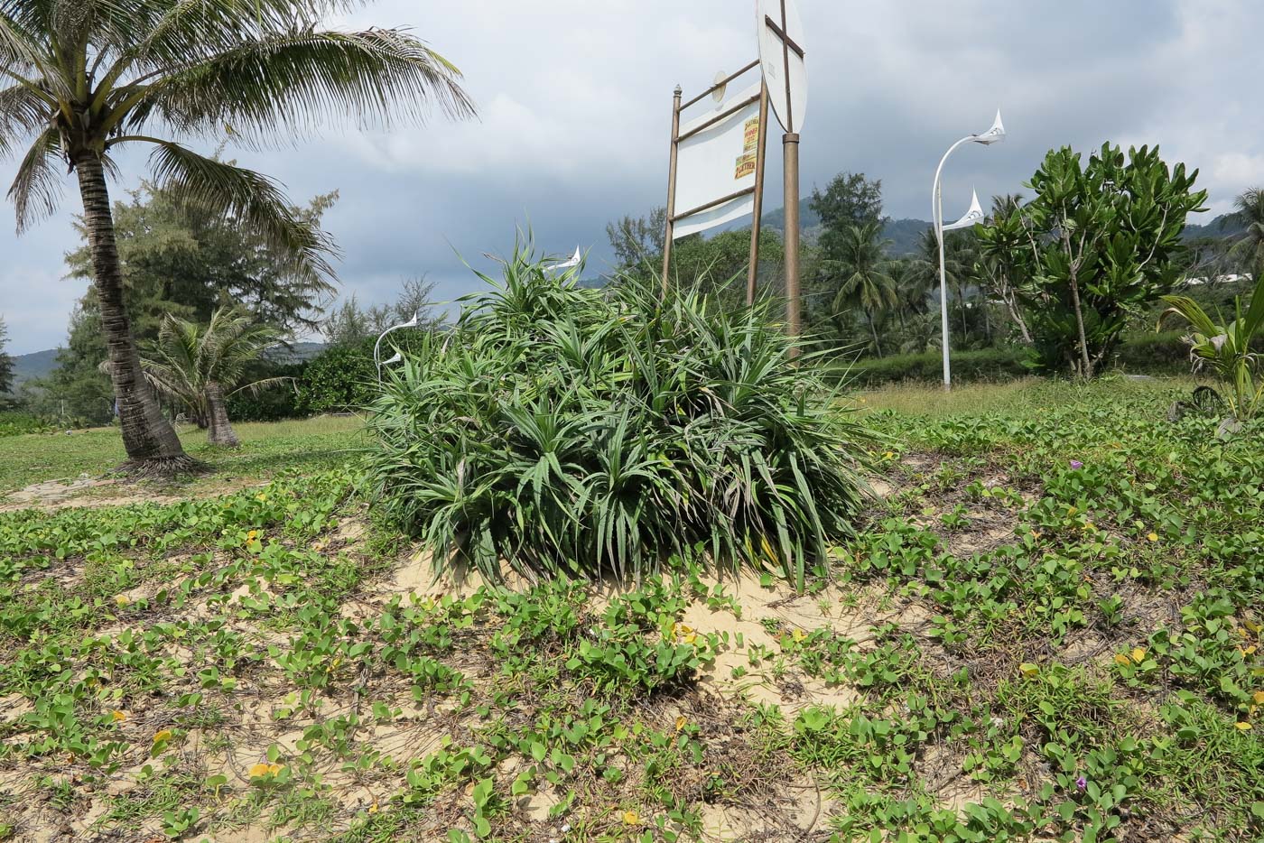 Изображение особи Pandanus tectorius.