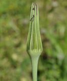 Tragopogon australis