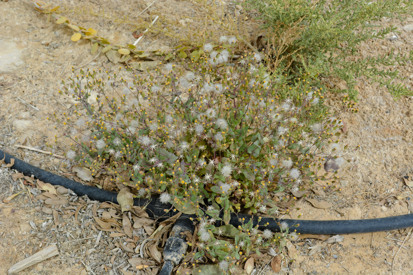 Изображение особи Senecio flavus.