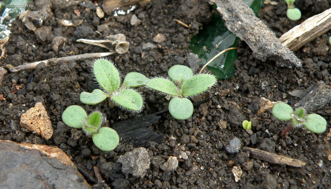 Image of Cyclachaena xanthiifolia specimen.