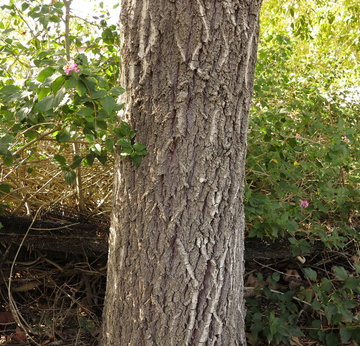 Image of Alphitonia excelsa specimen.