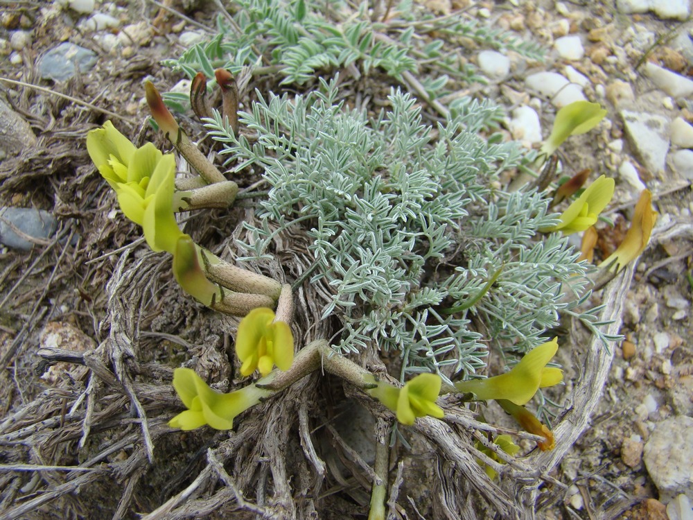 Image of Astragalus pseudodianthus specimen.