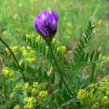 Astragalus danicus