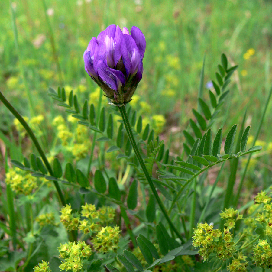 Изображение особи Astragalus danicus.