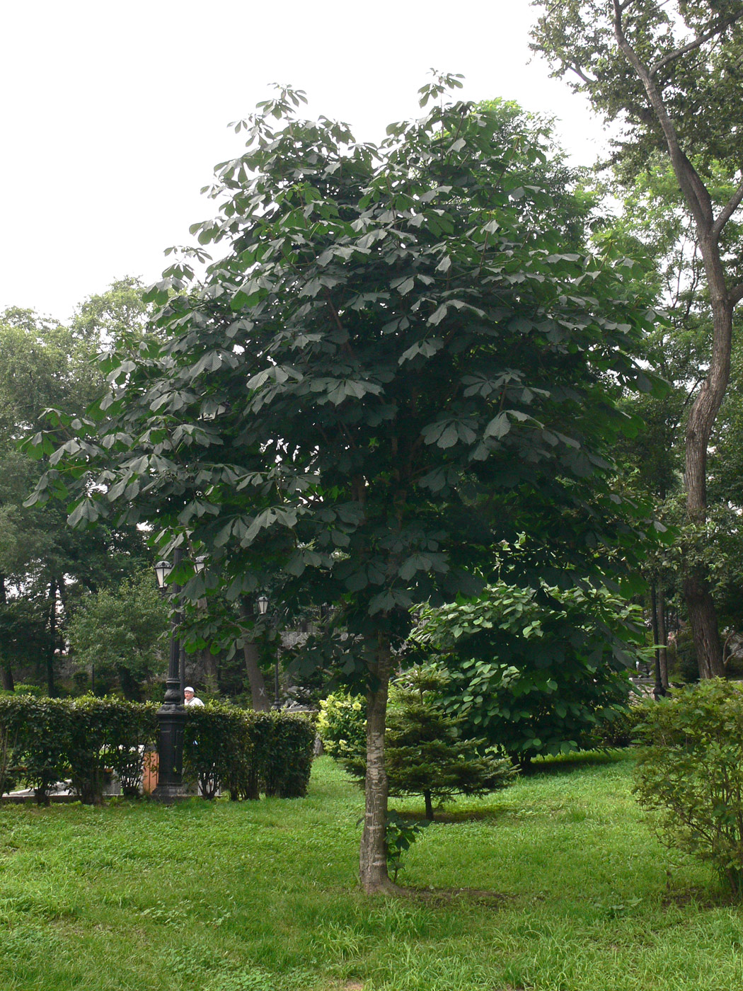 Image of Aesculus hippocastanum specimen.