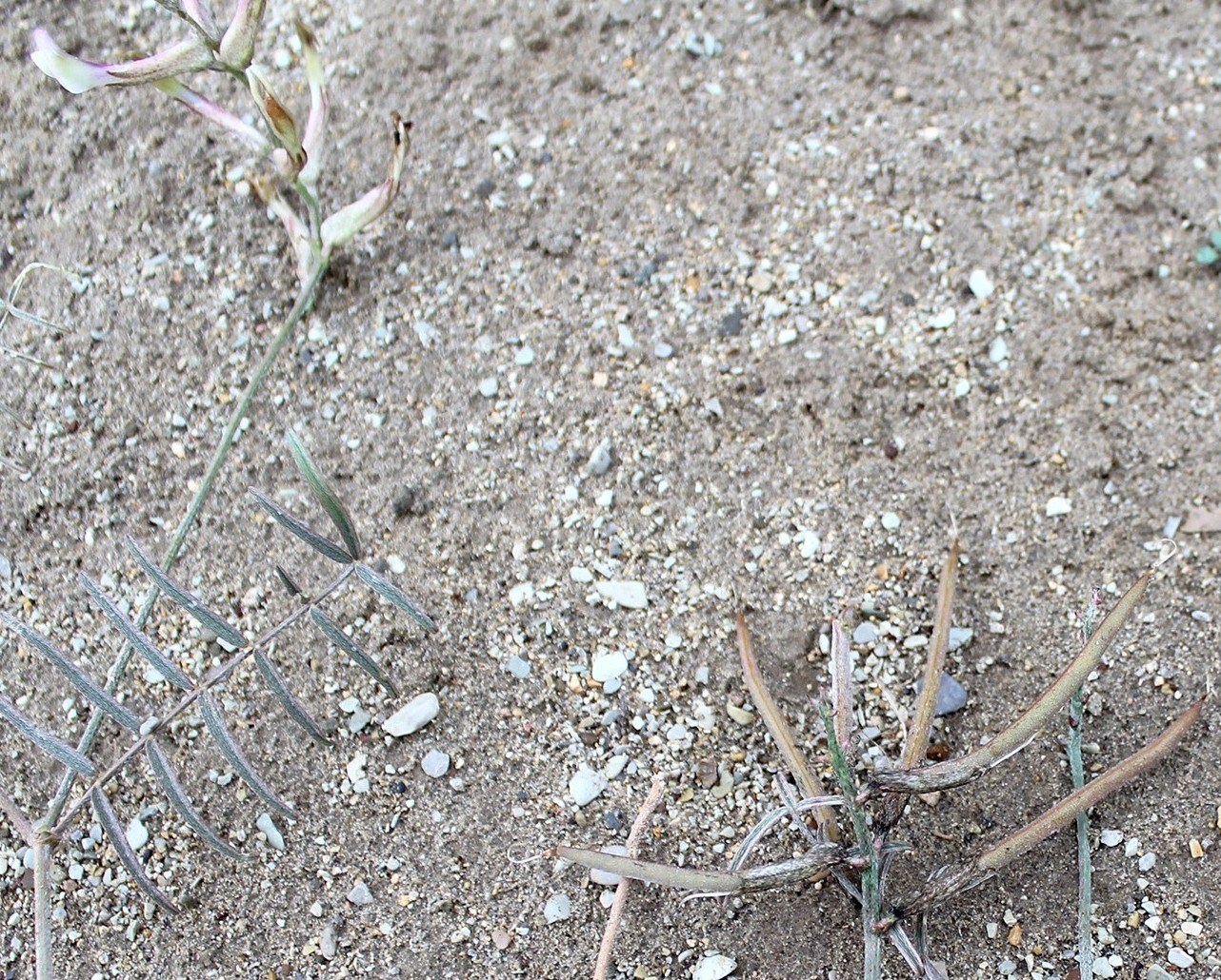 Image of genus Astragalus specimen.