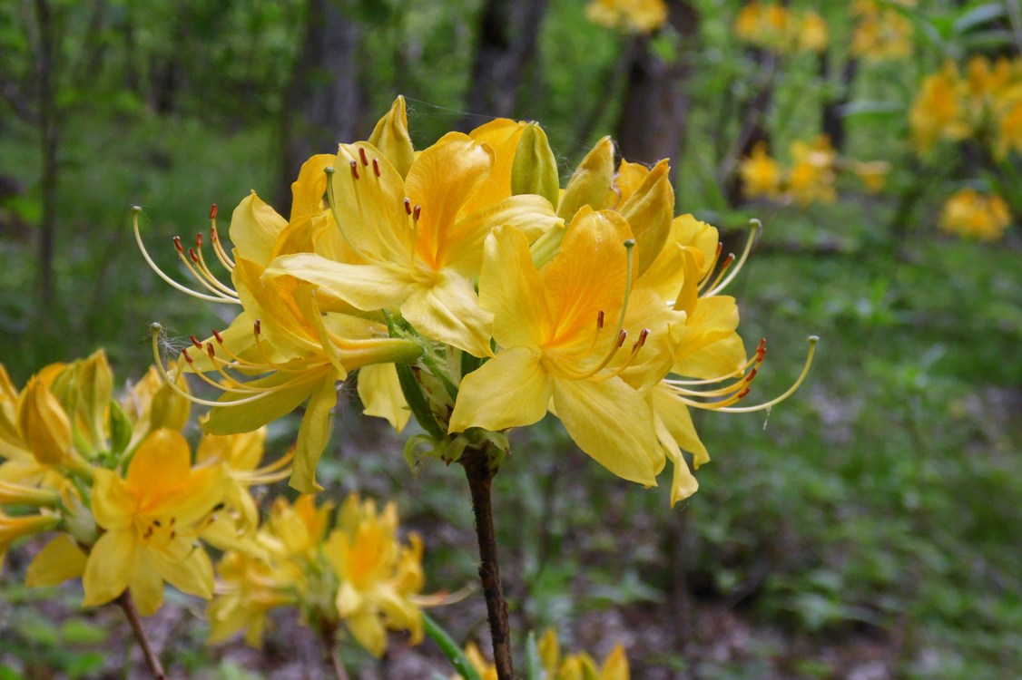 Image of Rhododendron luteum specimen.