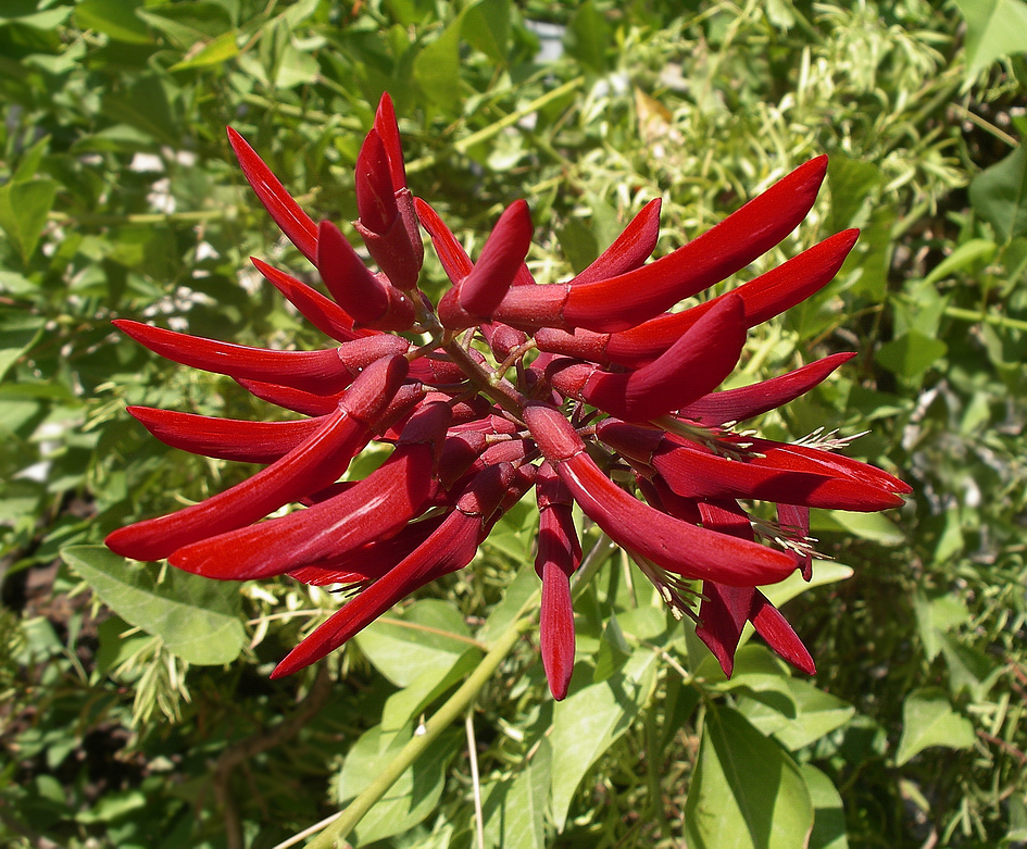 Image of Erythrina &times; bidwillii specimen.