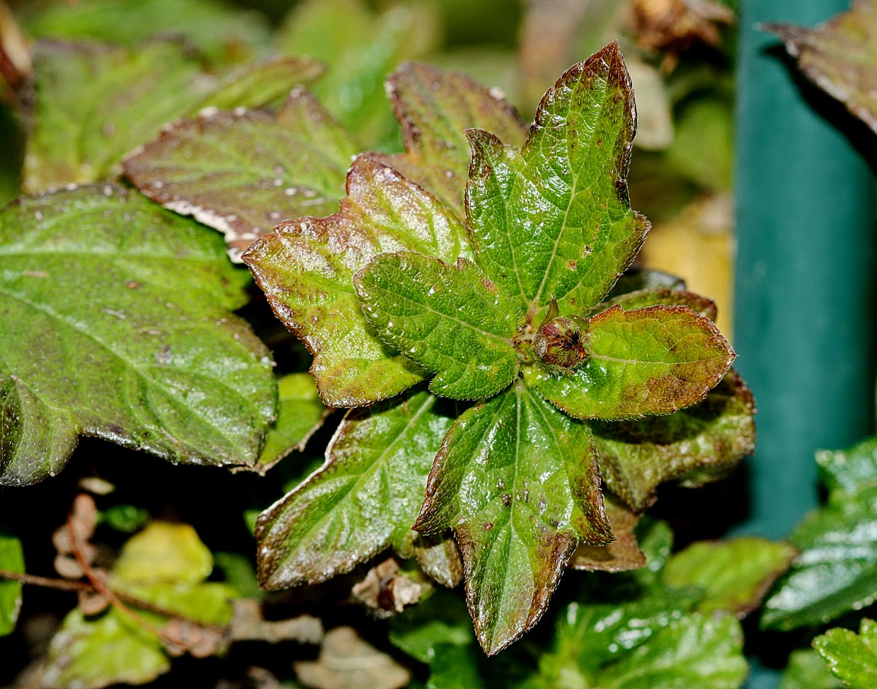 Изображение особи Tridax trilobata.