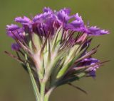 Dianthus pseudarmeria. Соцветие. Ростовская обл., Неклиновский р-н, Фёдоровское с/п, дол. р. Сухой Еланчик, на каменистом склоне. 20.06.2017.