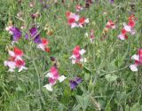Lathyrus odoratus