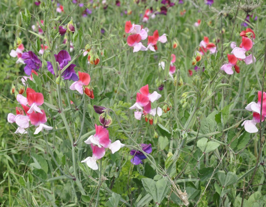 Image of Lathyrus odoratus specimen.