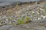 Stellaria media