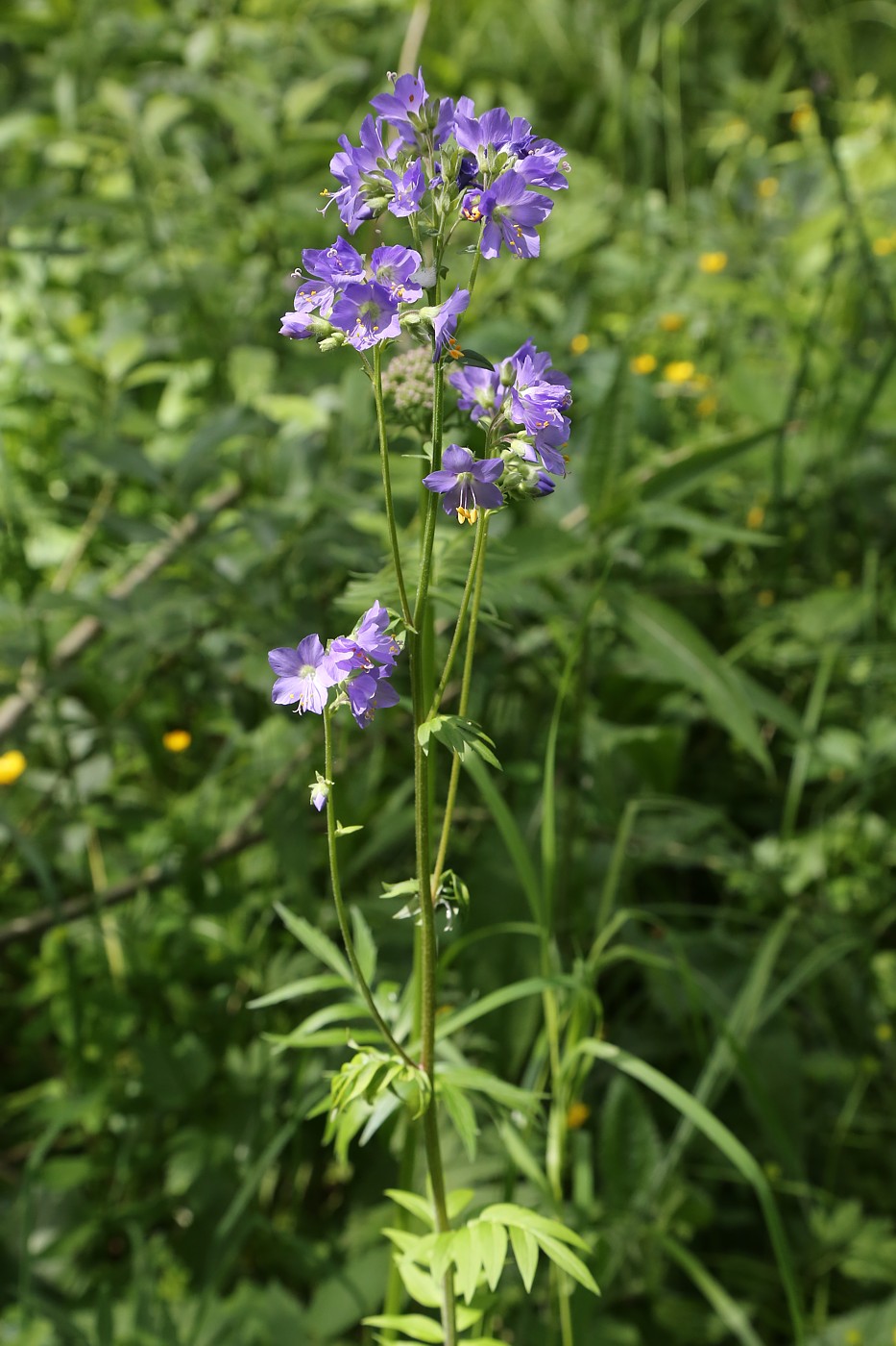 Изображение особи Polemonium caeruleum.