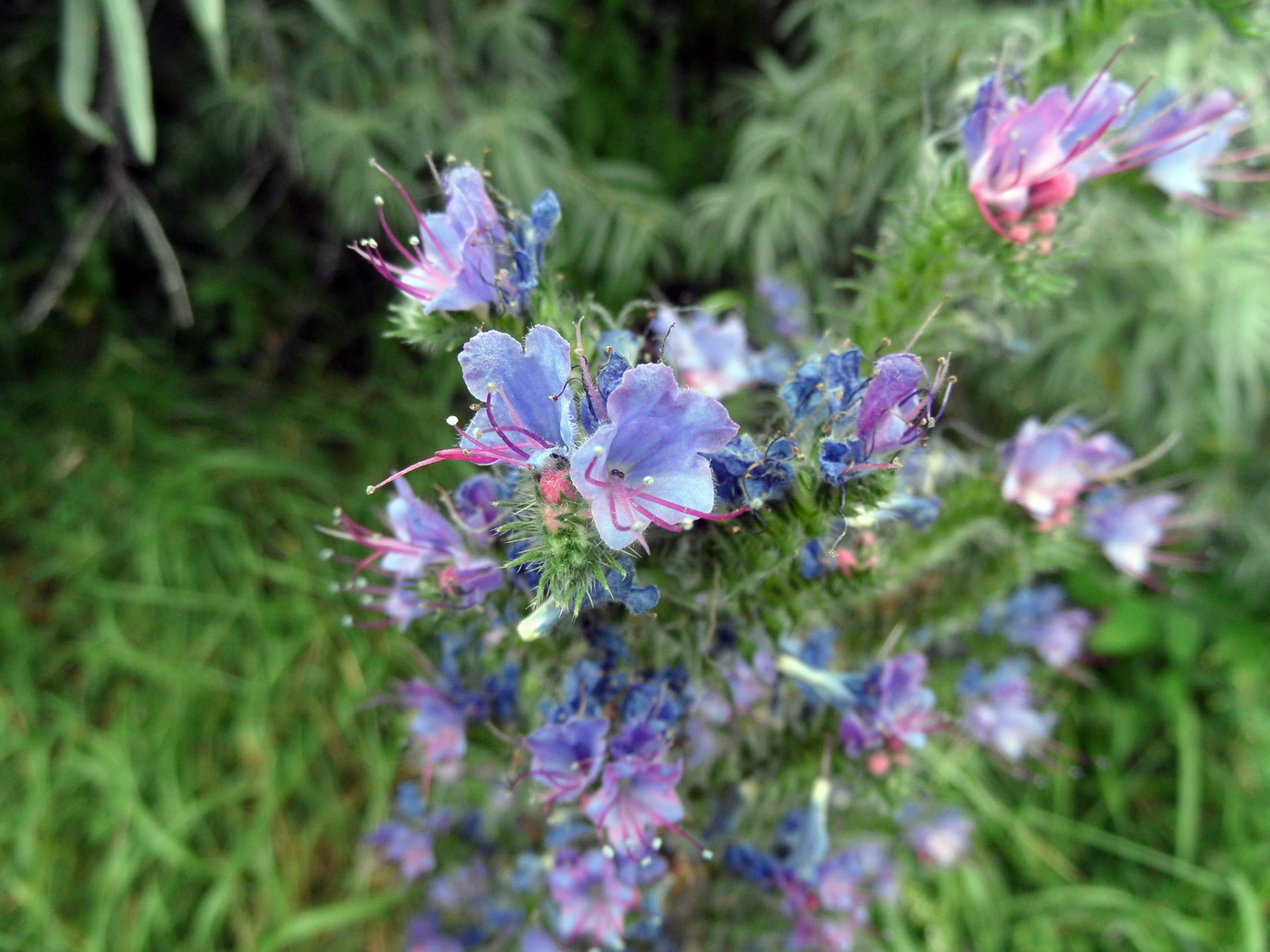 Изображение особи Echium vulgare.