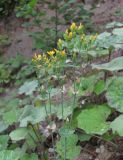 Blackstonia perfoliata. Верхушка отцветающего растения. Краснодарский край, Сочи, окр. Хосты, долина р. Хоста, оползневый склон, среди Tussilago farfara. 14.07.2017.