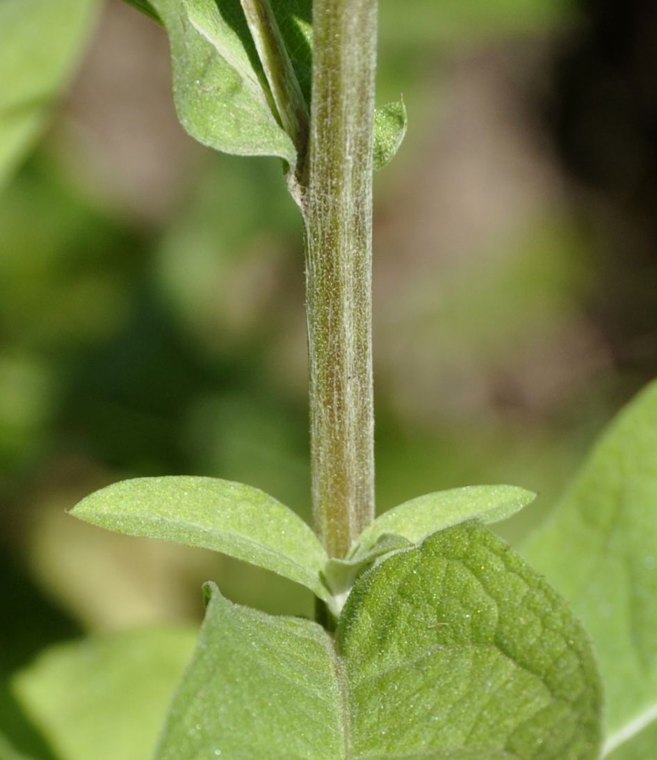 Изображение особи Centaurea stenolepis.