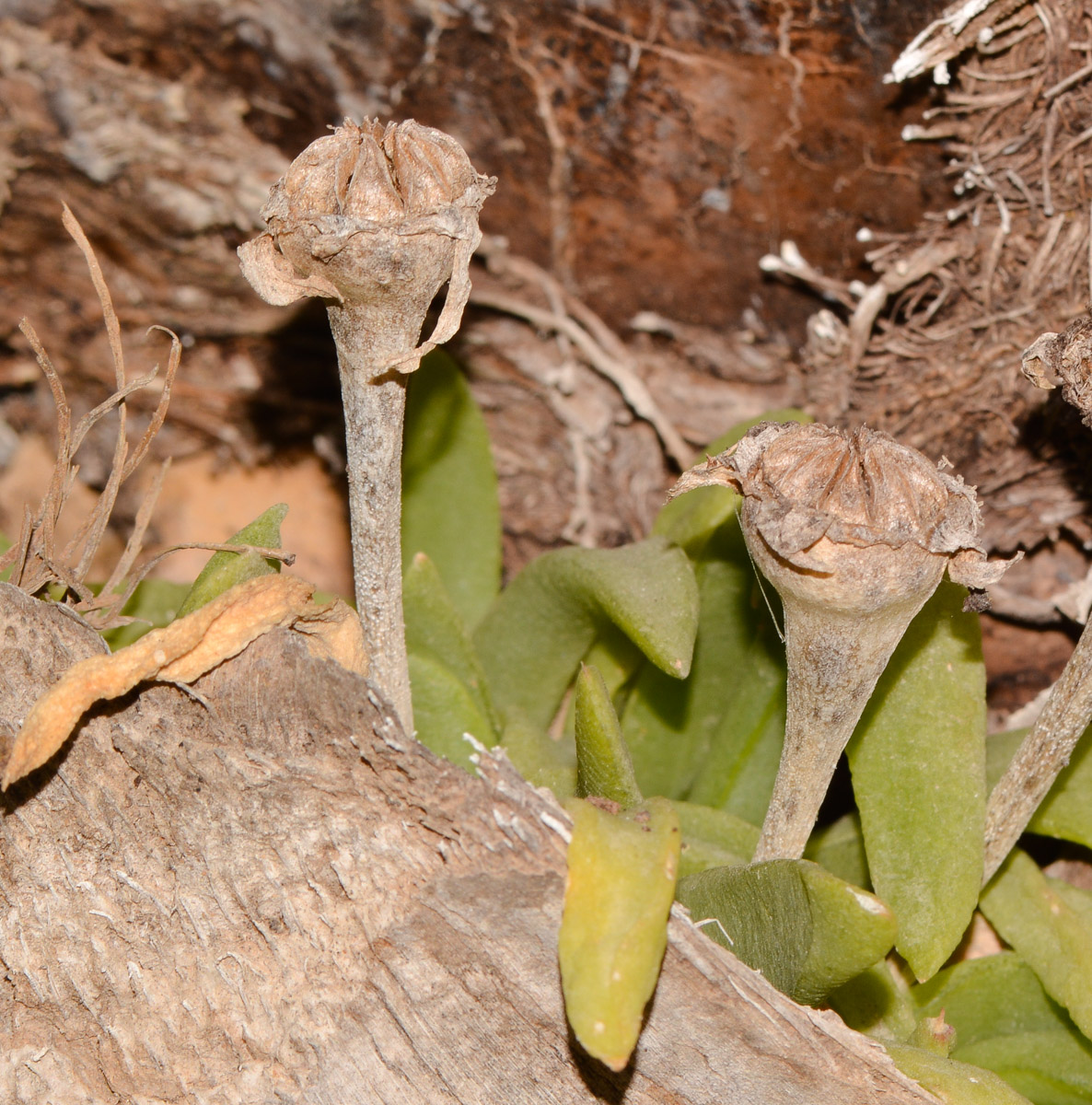 Изображение особи Glottiphyllum linguiforme.