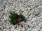 genus Dianthus