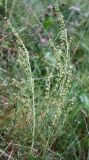 Artemisia laciniata