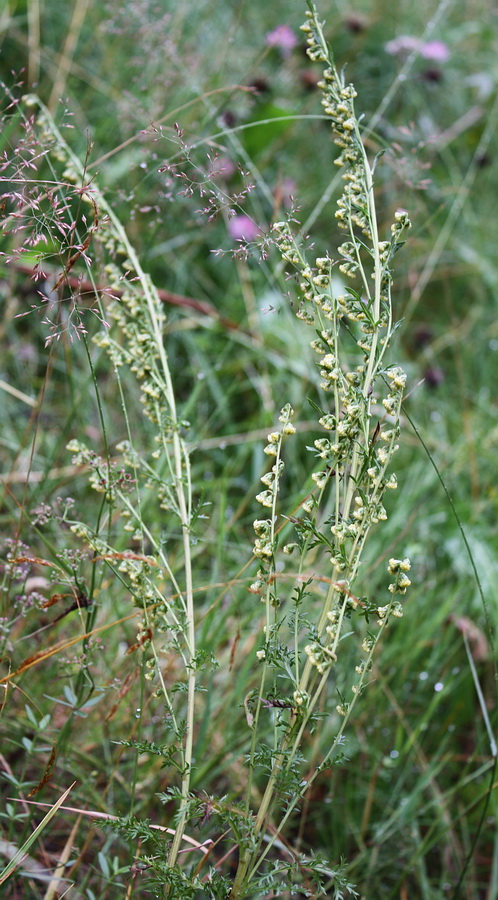 Изображение особи Artemisia laciniata.