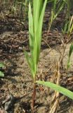 Bromopsis inermis. Нижняя часть побега. Новосибирская обл., г. Новосибирск, окр. Академгородка, побережье Новосибирского вдхр., прибрежные пески. 5 августа 2017 г.