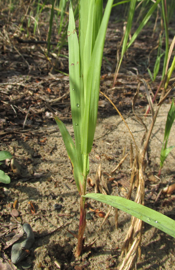 Изображение особи Bromopsis inermis.