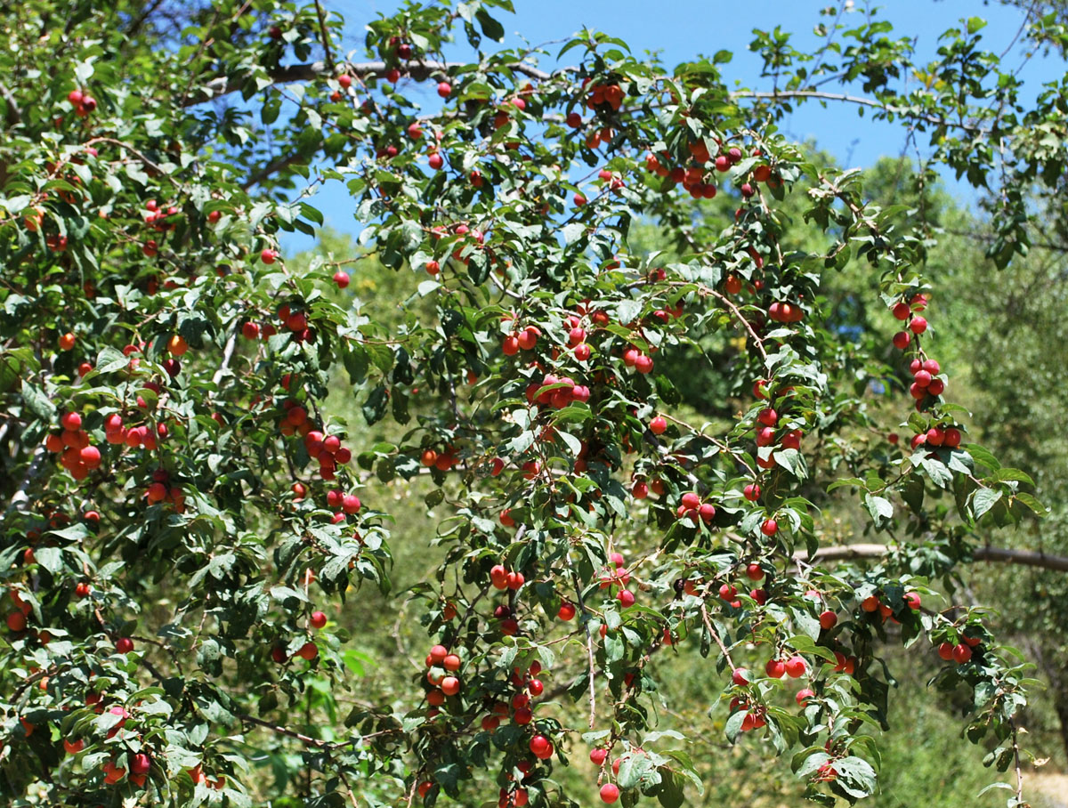 Image of Prunus cerasifera specimen.