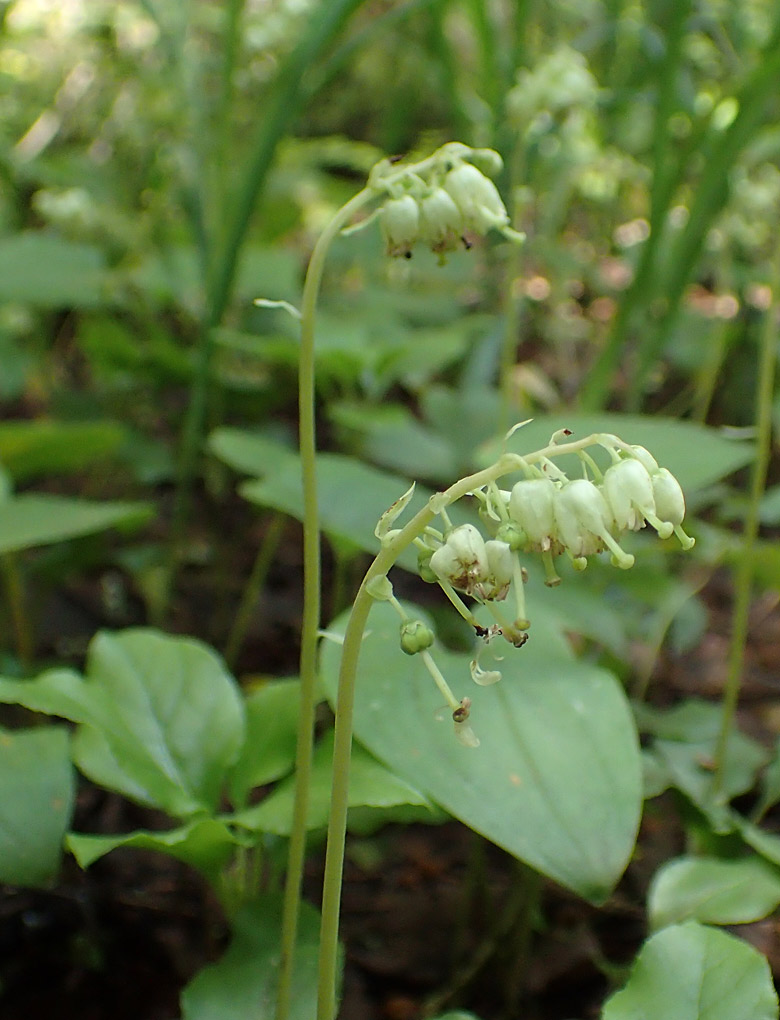 Изображение особи Orthilia secunda.