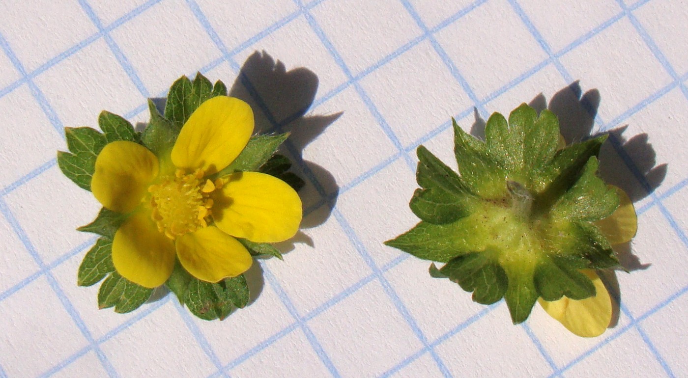 Изображение особи Duchesnea indica.