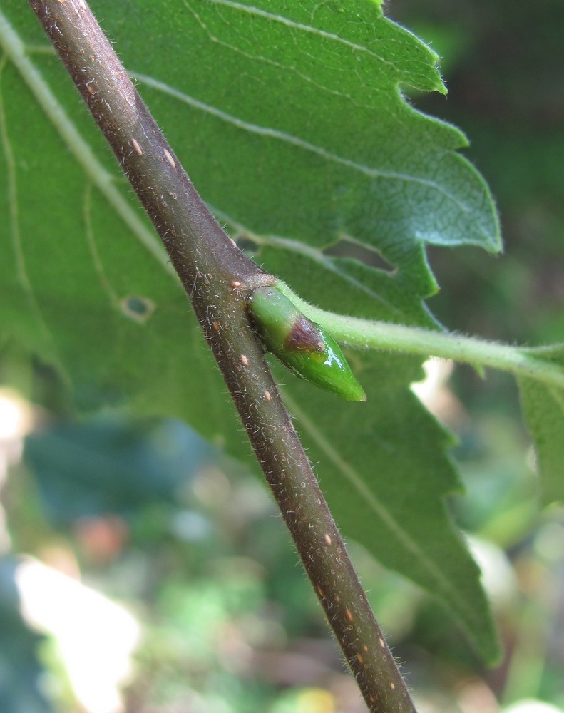 Изображение особи Betula litwinowii var. svanica.