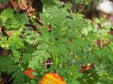 Geranium robertianum