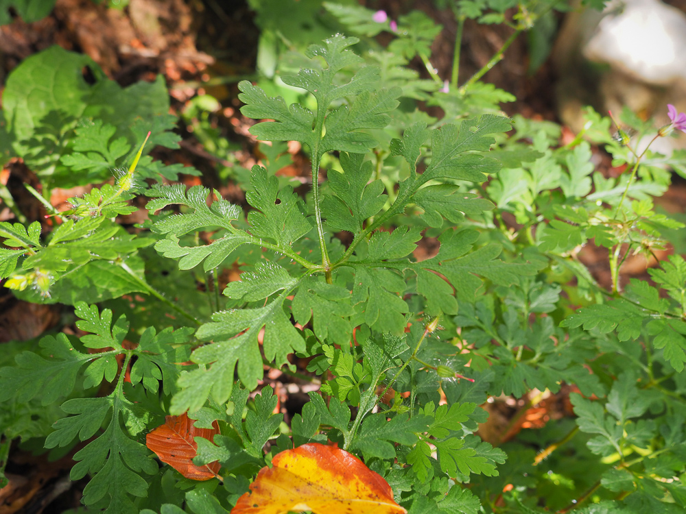 Image of Geranium robertianum specimen.