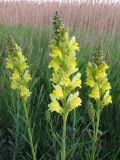 genus Linaria. Соцветия. Крым, Керченский п-ов, окр. с. Бондаренково. 1 мая 2010 г.
