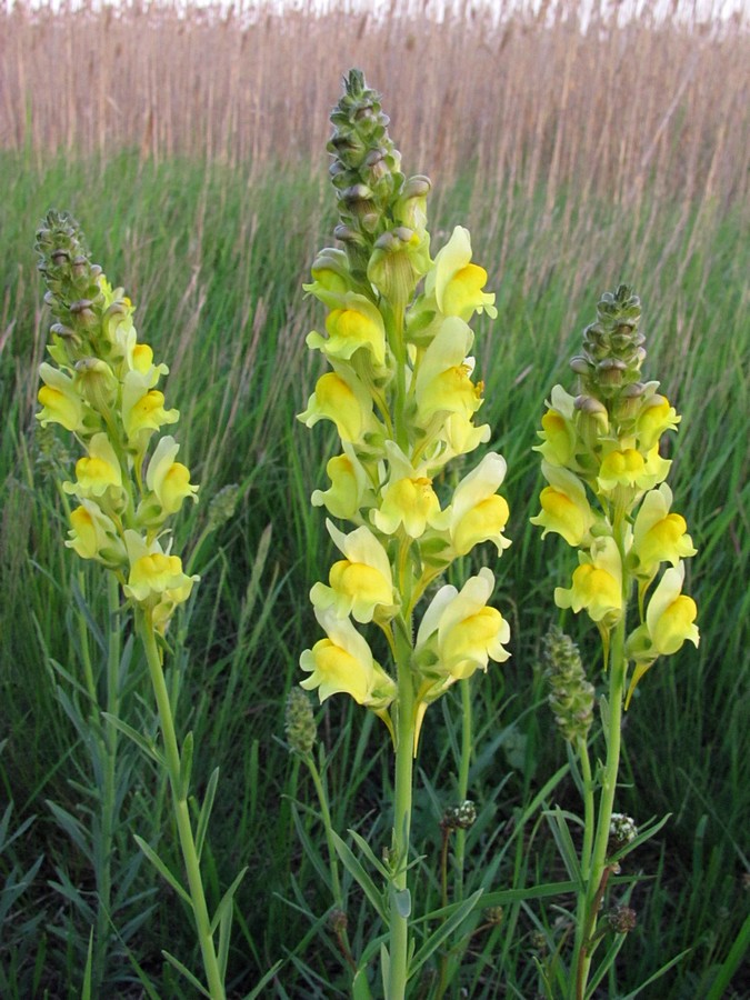 Image of genus Linaria specimen.