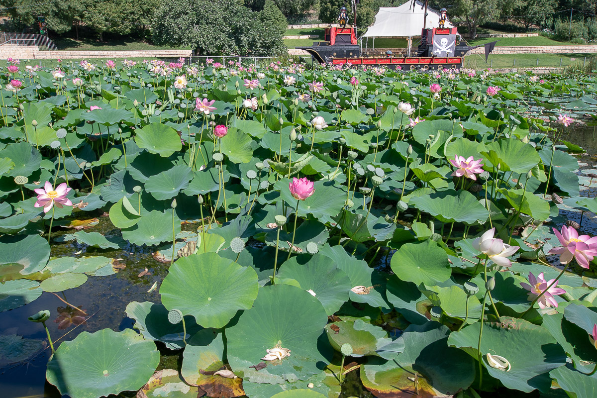 Изображение особи Nelumbo nucifera.