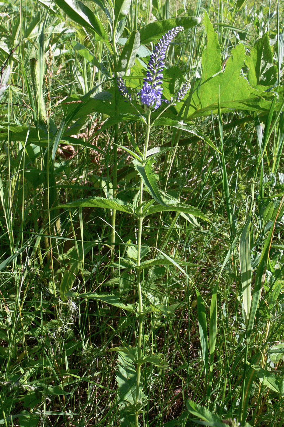Image of Veronica longifolia specimen.