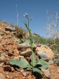 Goldbachia laevigata