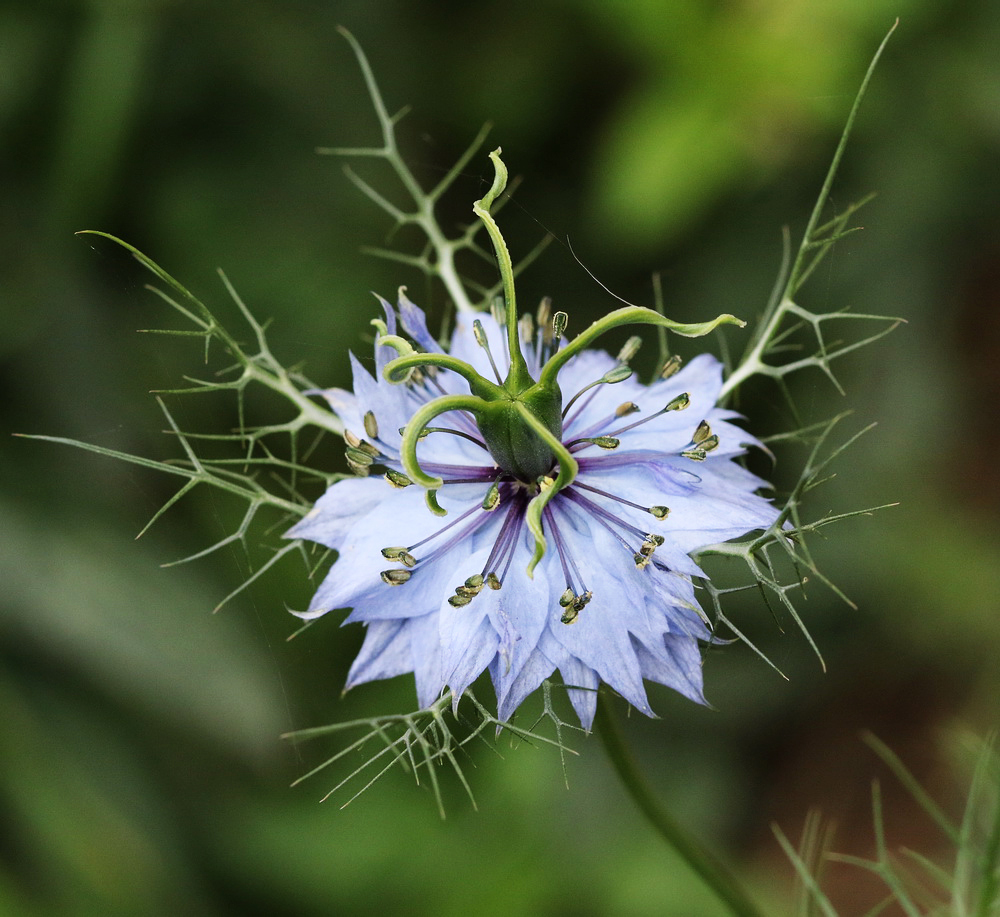 Image of Nigella damascena specimen.