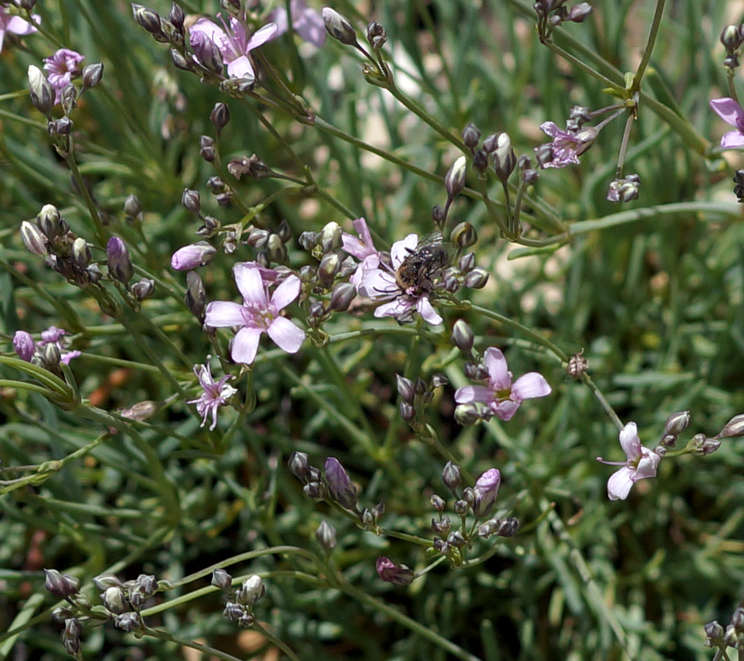 Image of Gypsophila sambukii specimen.