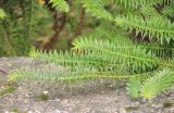 Araucaria angustifolia