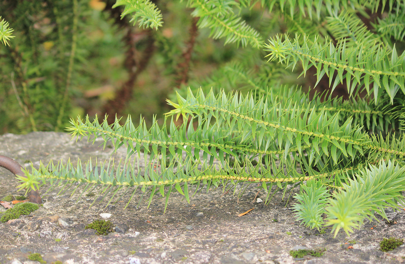 Изображение особи Araucaria angustifolia.