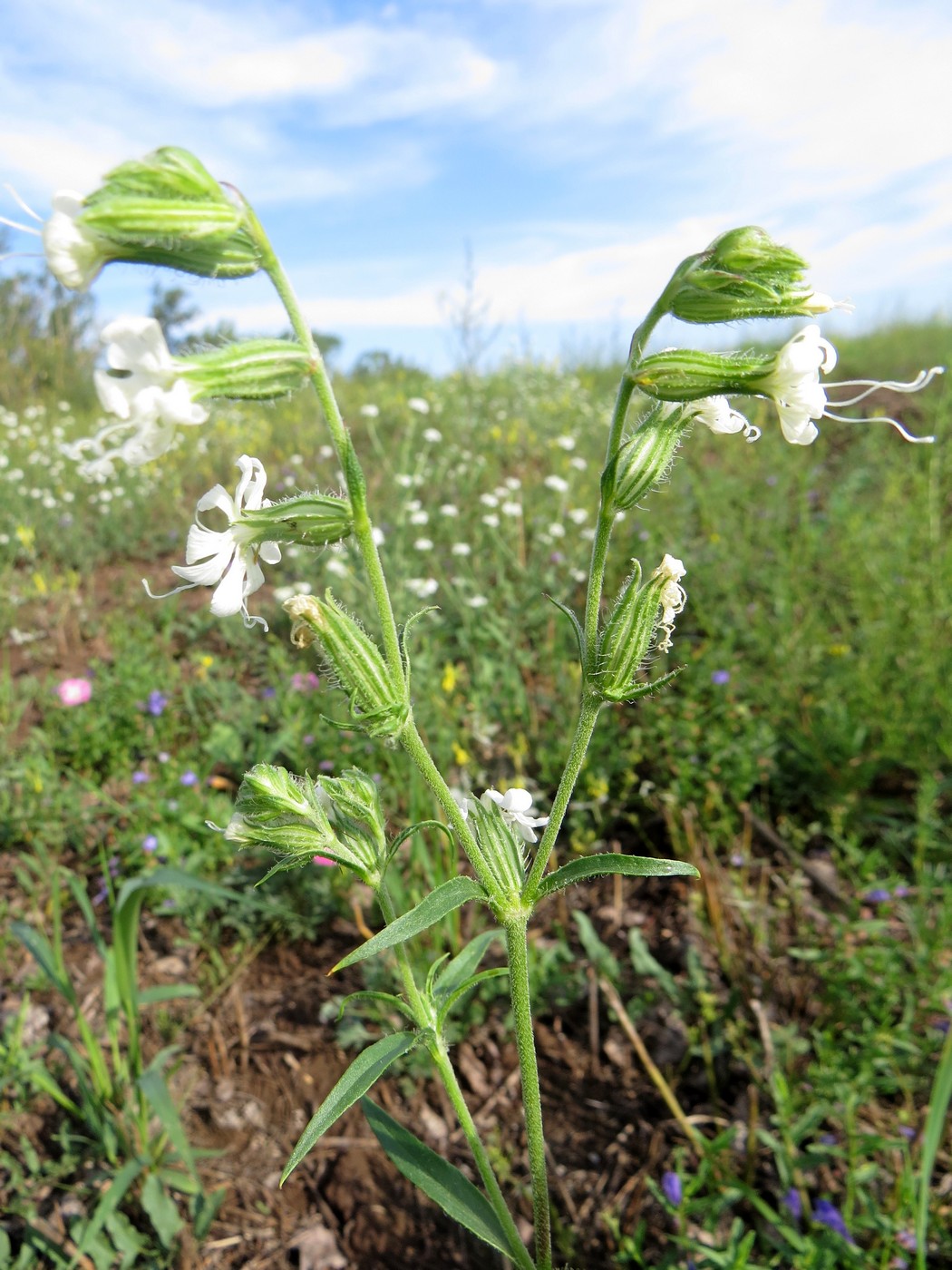 Изображение особи Silene dichotoma.