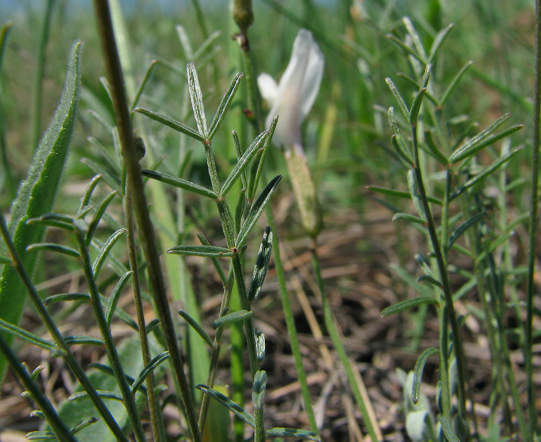 Image of Astragalus ucrainicus specimen.