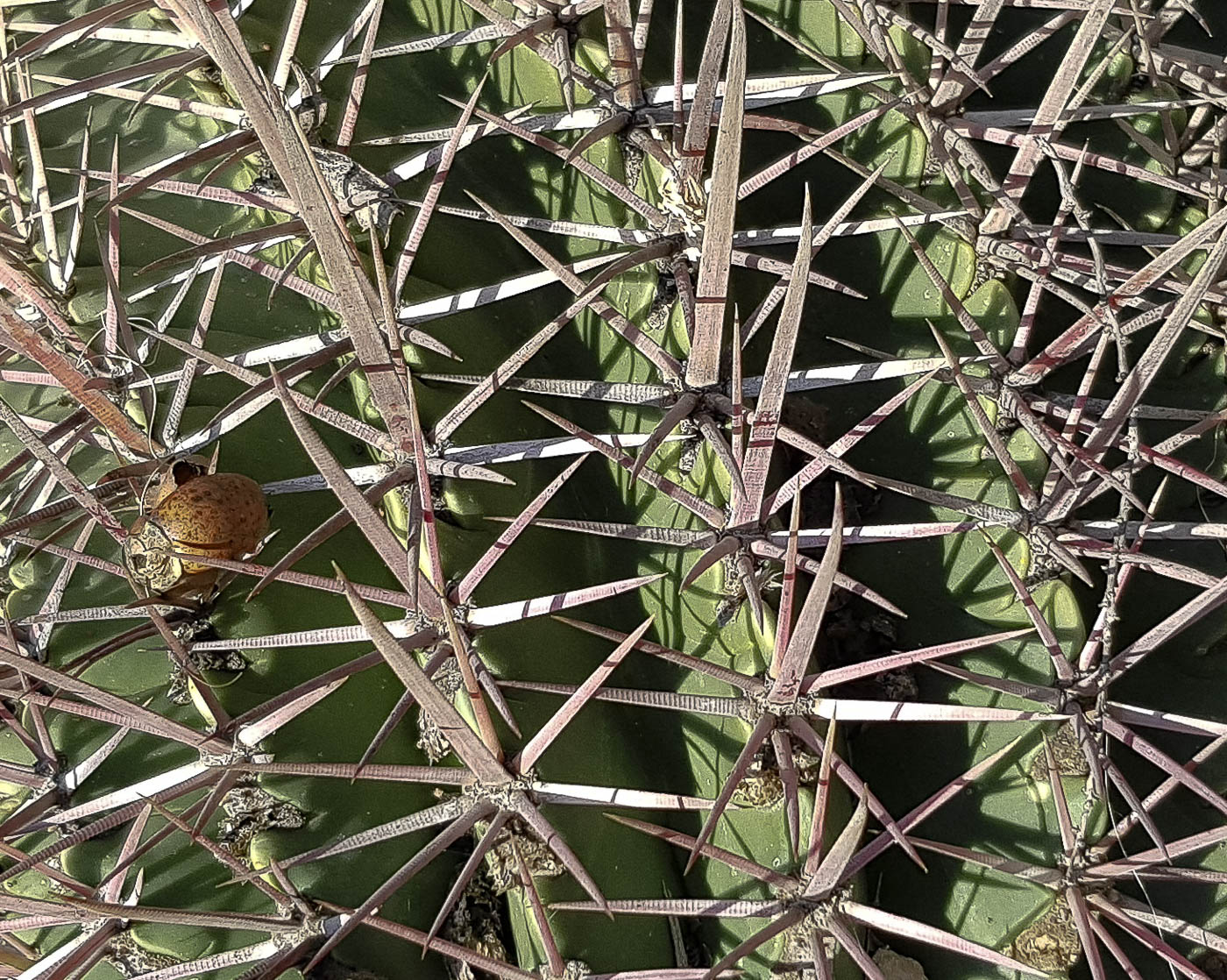 Изображение особи Ferocactus recurvus.