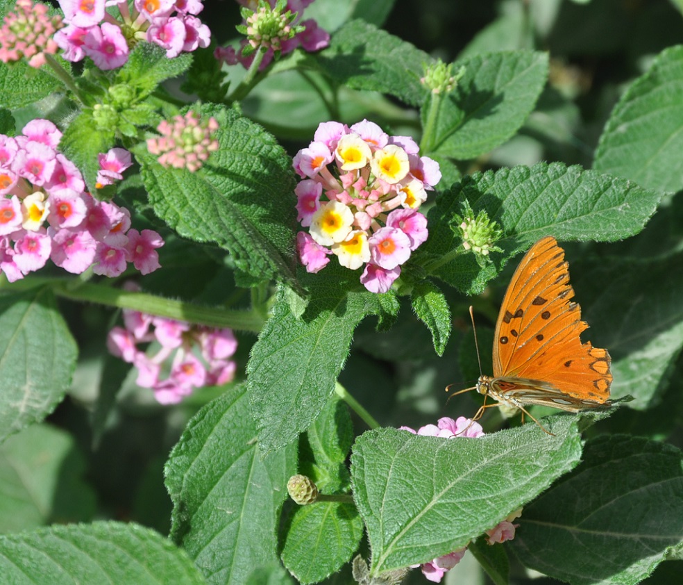 Image of Lantana camara specimen.